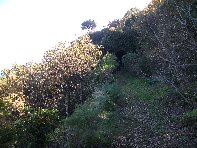mpa Falconiera-Vecchia ferrovia 20100131 092